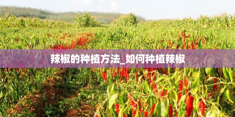 辣椒的种植方法_如何种植辣椒