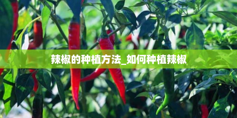 辣椒的种植方法_如何种植辣椒