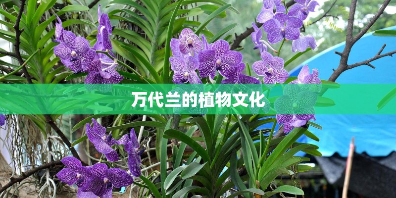 万代兰的植物文化 万代兰的植物文化