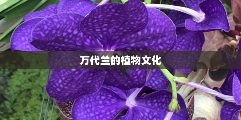 万代兰的植物文化 万代兰的植物文化