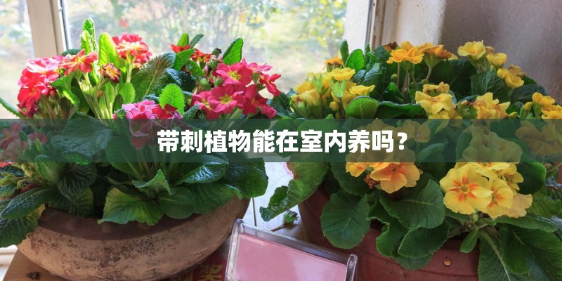 带刺植物能在室内养吗？