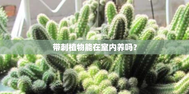 带刺植物能在室内养吗？