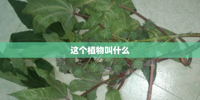 这个植物叫什么