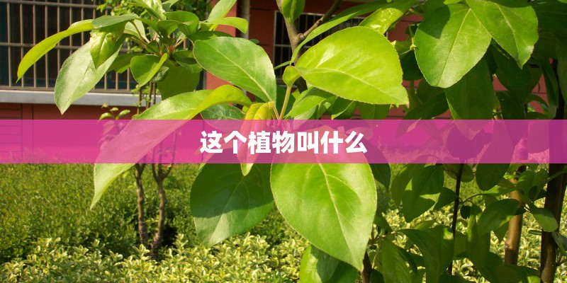 这个植物叫什么