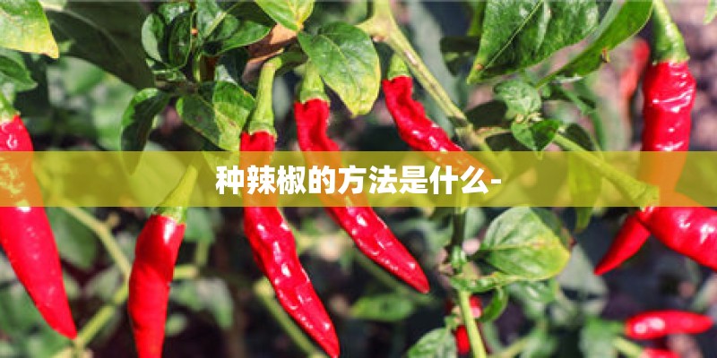 种辣椒的方法是什么-
