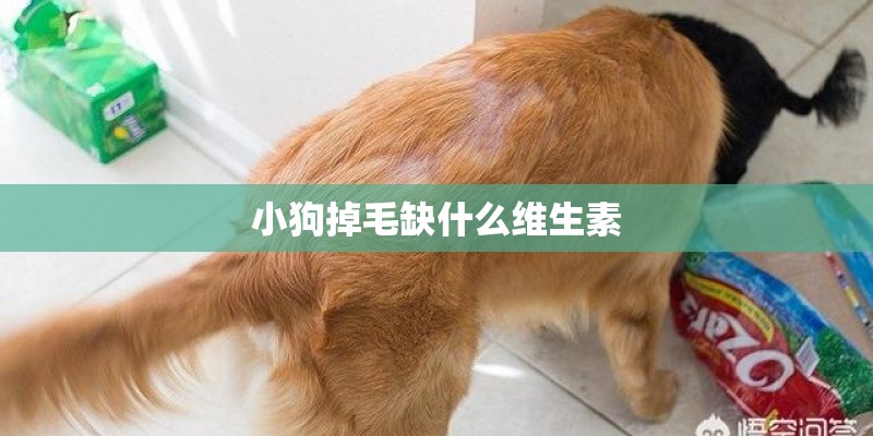 小狗掉毛缺什么维生素