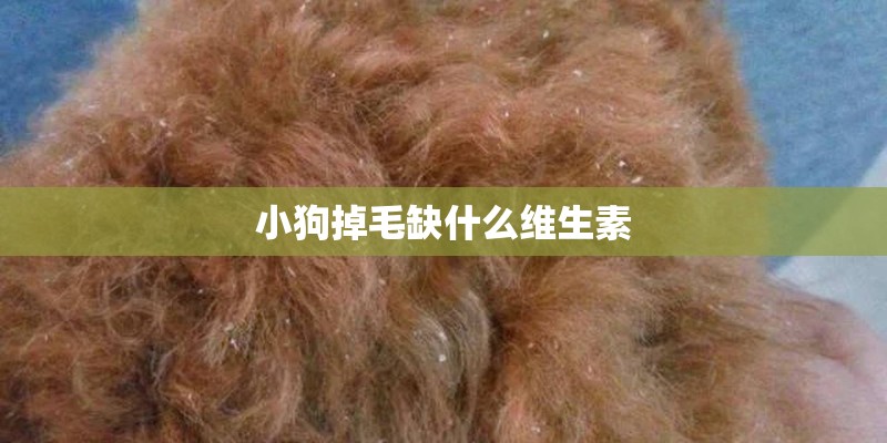 小狗掉毛缺什么维生素
