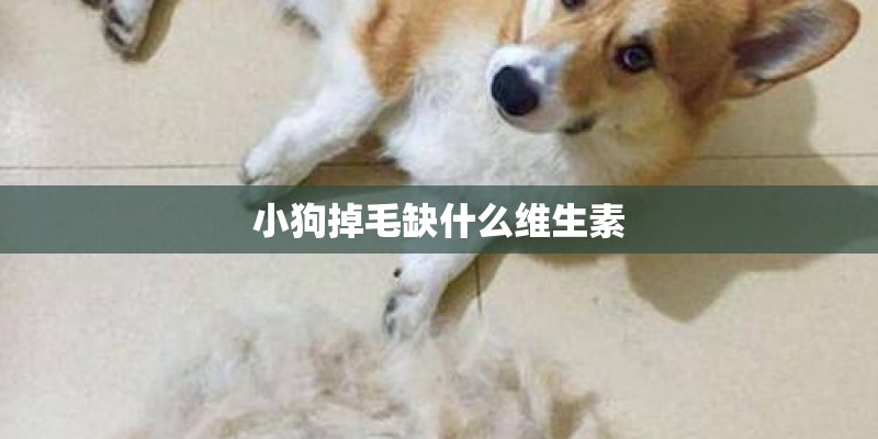 小狗掉毛缺什么维生素
