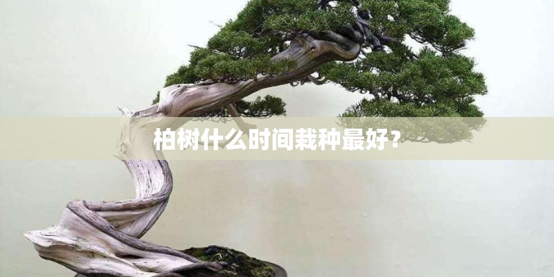 柏树什么时间栽种最好？