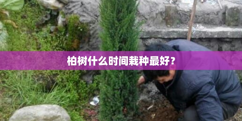 柏树什么时间栽种最好？