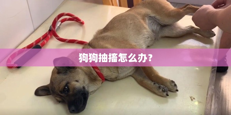 狗狗抽搐怎么办？