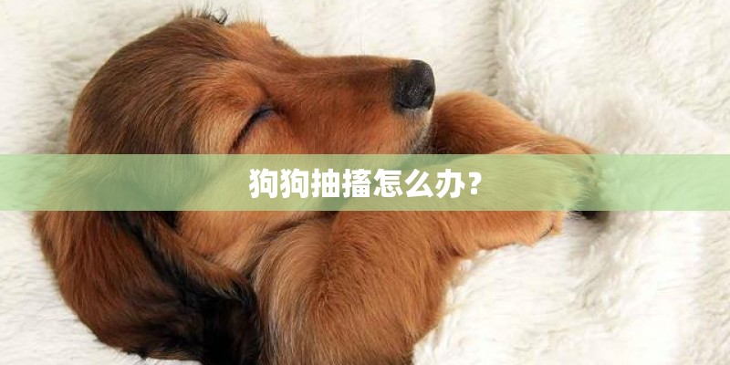 狗狗抽搐怎么办？