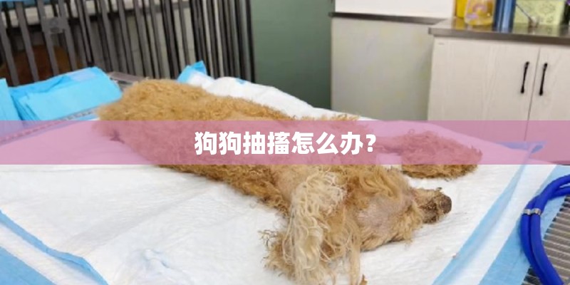 狗狗抽搐怎么办？