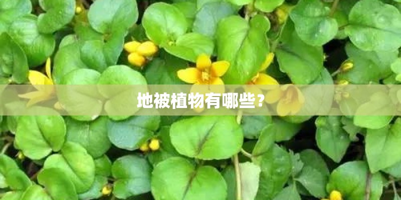 地被植物有哪些？