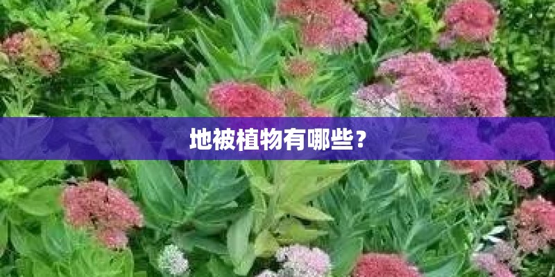 地被植物有哪些？