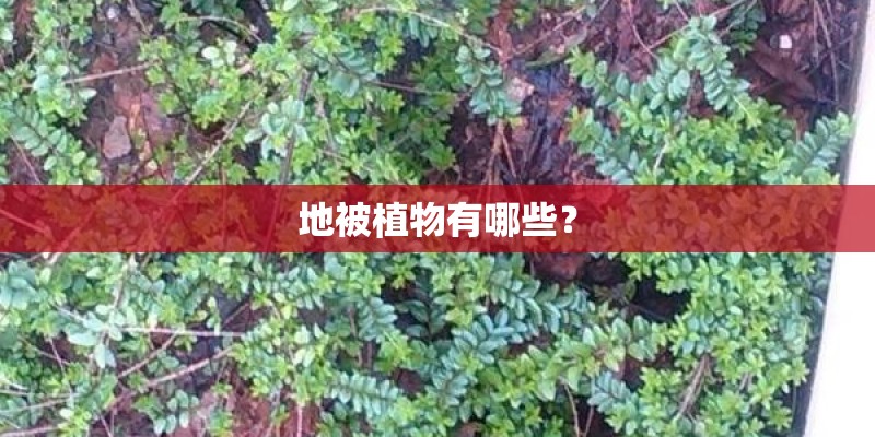 地被植物有哪些？