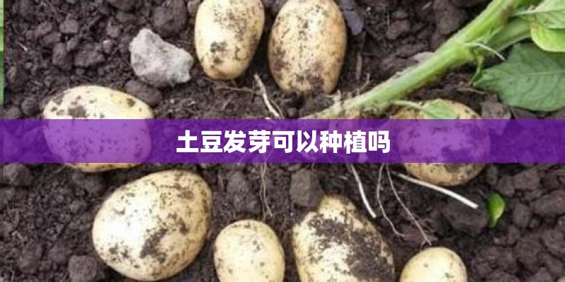 土豆发芽可以种植吗