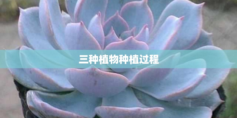 三种植物种植过程