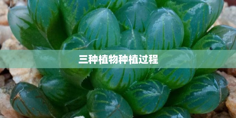 三种植物种植过程