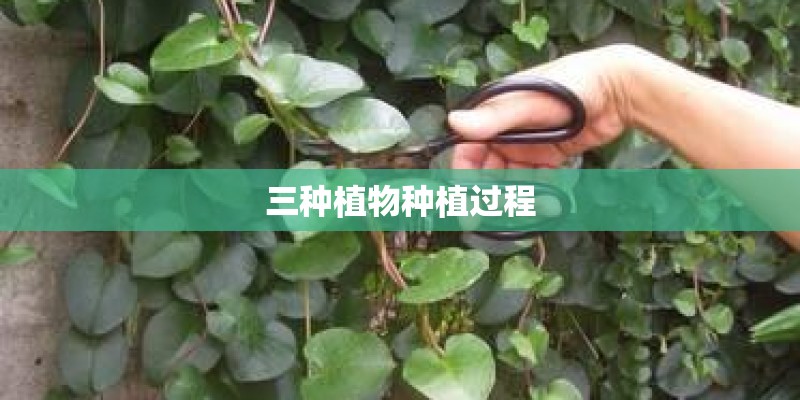 三种植物种植过程