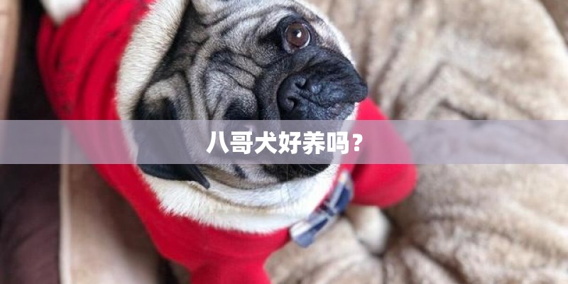 八哥犬好养吗？