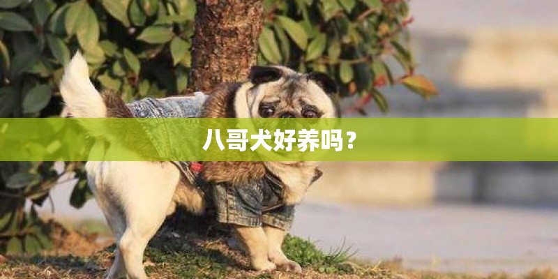 八哥犬好养吗？