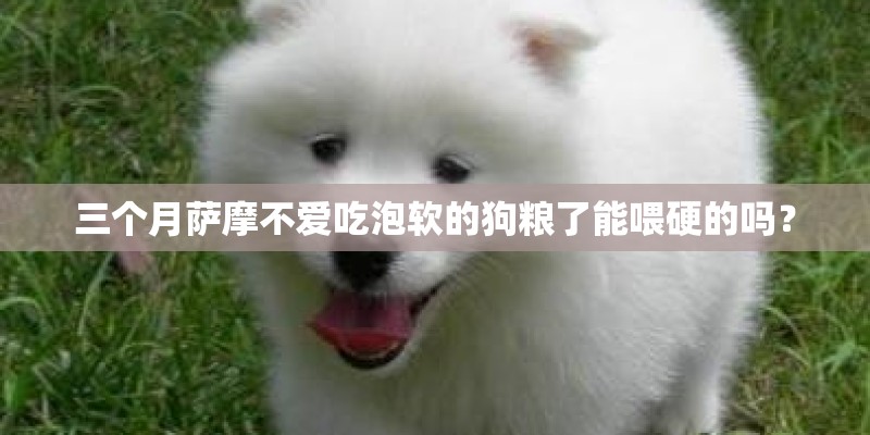 三个月萨摩不爱吃泡软的狗粮了能喂硬的吗？