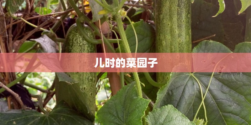 儿时的菜园子