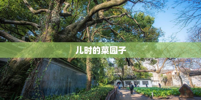 儿时的菜园子