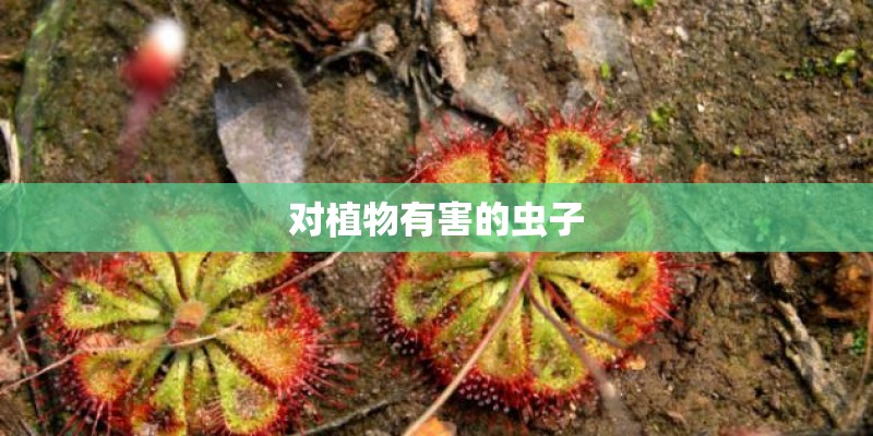 对植物有害的虫子