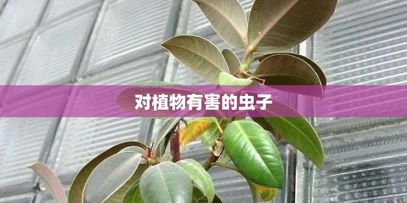 对植物有害的虫子