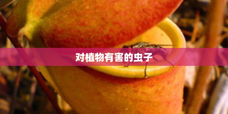 对植物有害的虫子
