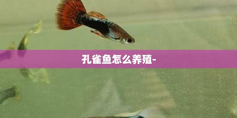 孔雀鱼怎么养殖-