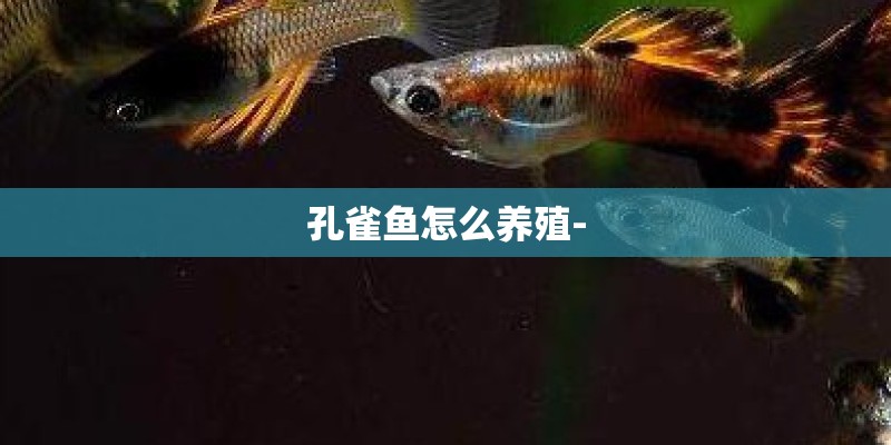 孔雀鱼怎么养殖-