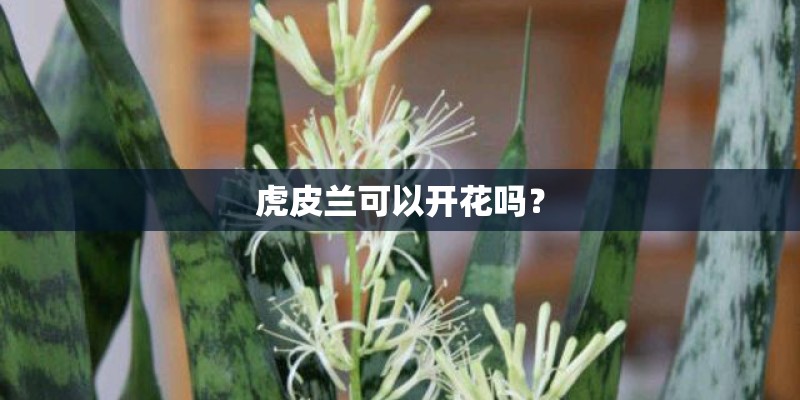 虎皮兰可以开花吗？