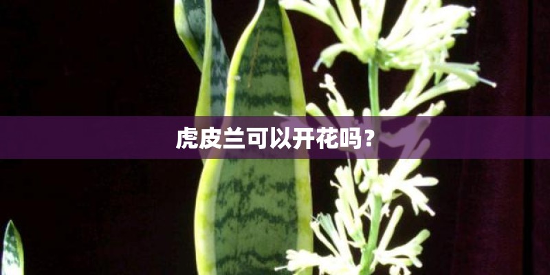虎皮兰可以开花吗？