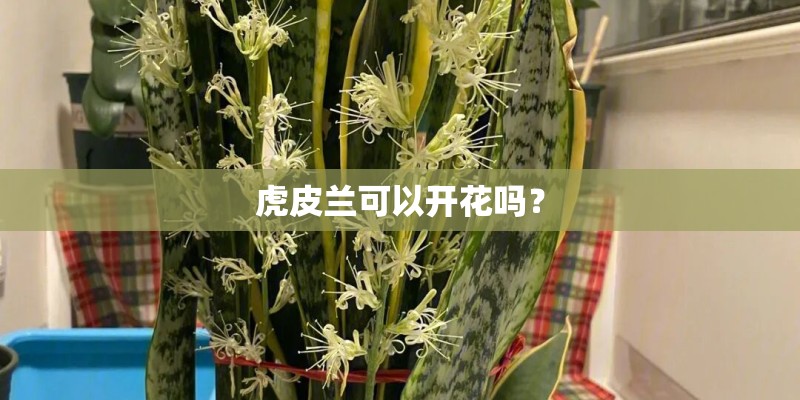 虎皮兰可以开花吗？