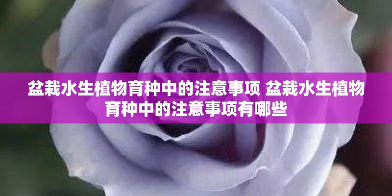 盆栽水生植物育种中的注意事项 盆栽水生植物育种中的注意事项有哪些