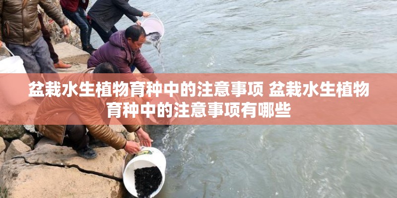 盆栽水生植物育种中的注意事项 盆栽水生植物育种中的注意事项有哪些