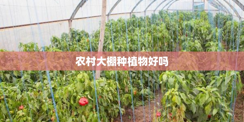 农村大棚种植物好吗