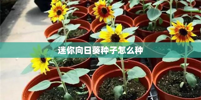 迷你向日葵种子怎么种