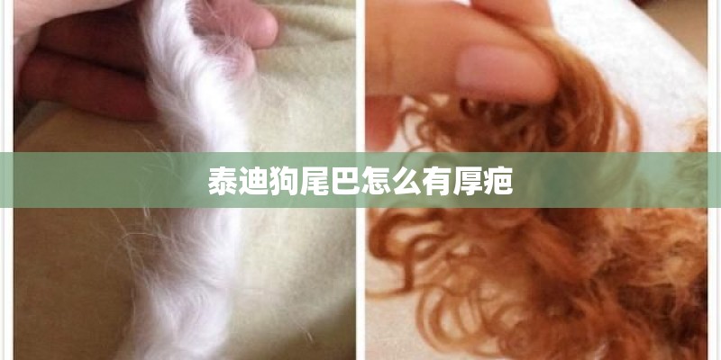 泰迪狗尾巴怎么有厚疤