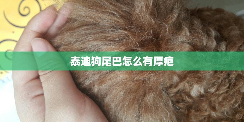 泰迪狗尾巴怎么有厚疤