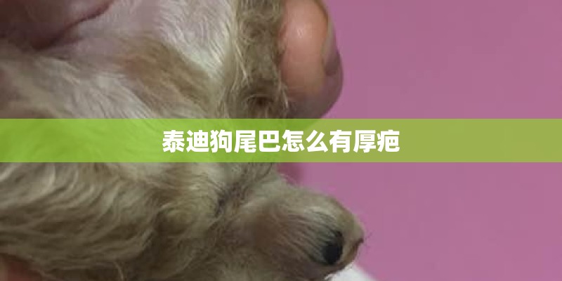 泰迪狗尾巴怎么有厚疤