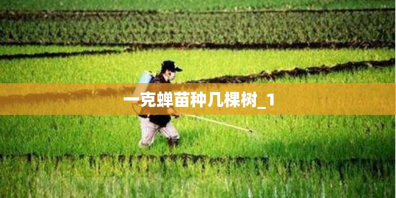 一克蝉苗种几棵树_1