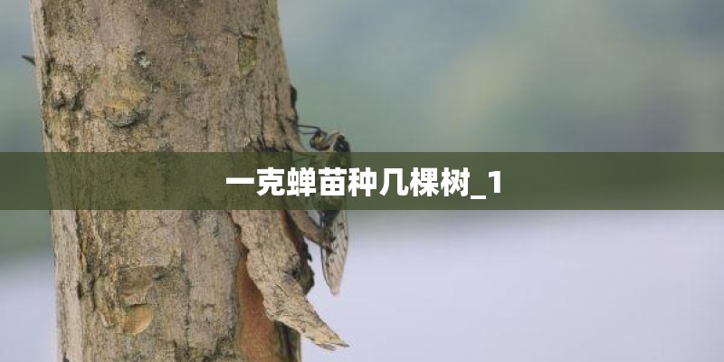 一克蝉苗种几棵树_1