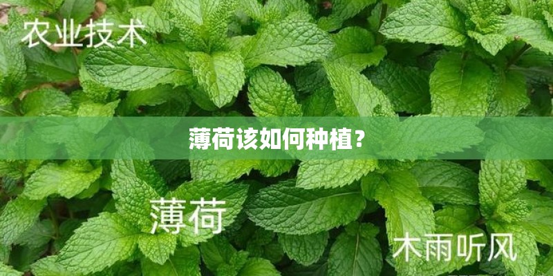 薄荷该如何种植？