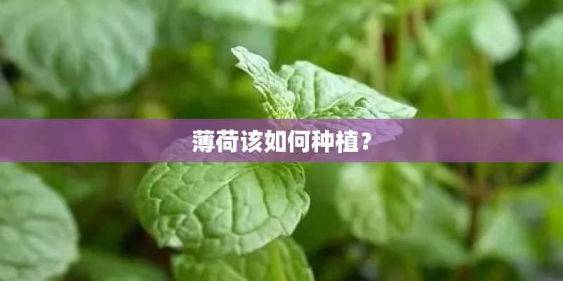 关于植物的现代诗歌摘抄