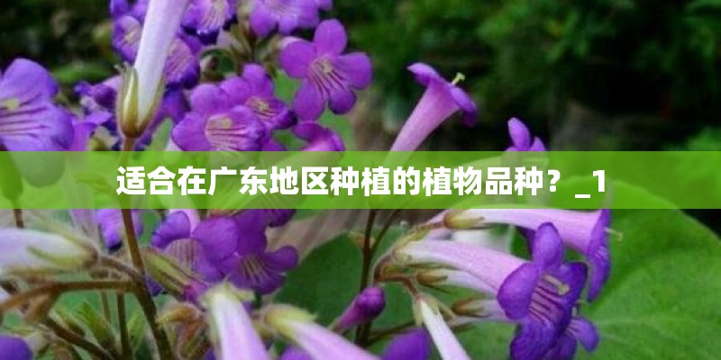 适合在广东地区种植的植物品种？_1