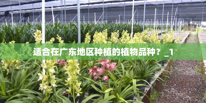 适合在广东地区种植的植物品种？_1